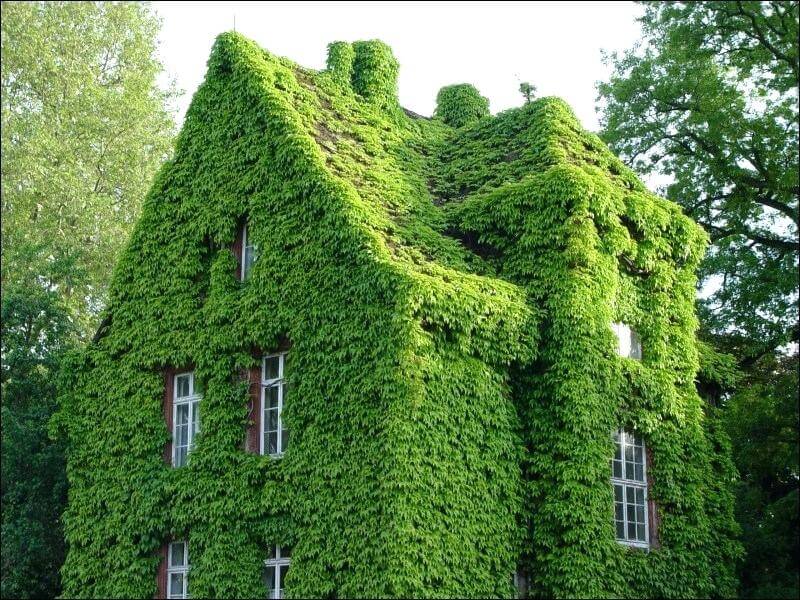 DANIEL TIGGES ARCHITEKT - LowTech vertikaler garten gra 1 4 nes haus efeu wand kunstlich